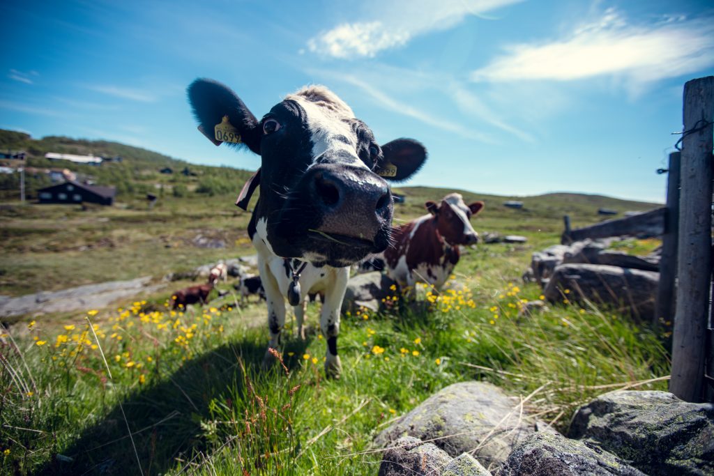 Ku på beite i ostebygda