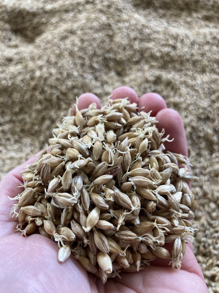 Korn som spirer for å bli malt. Tatt hos JærMalt på Klepp.