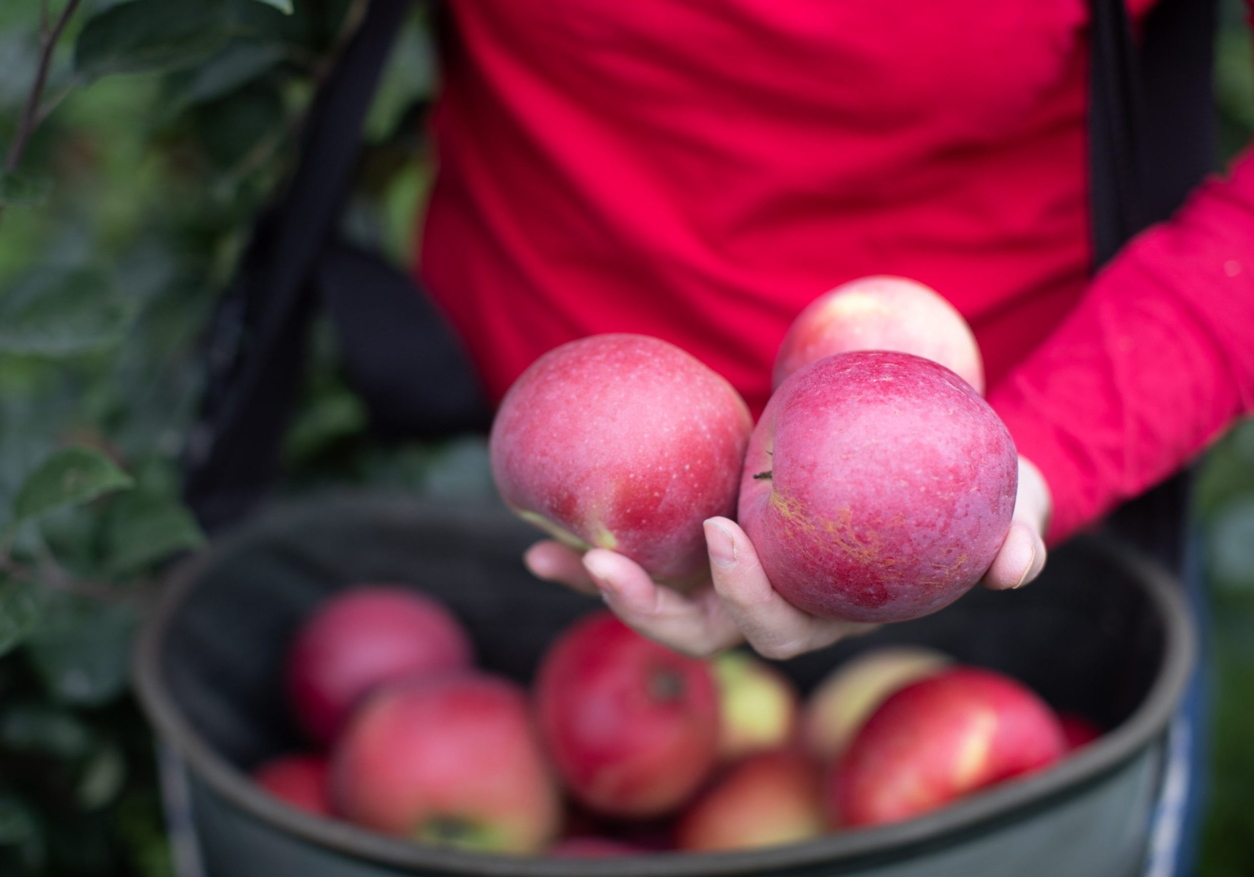 Asker, Norge 20210920 Hyggen Gård fotografert for Hanen. Foto: Fredrik Solstad